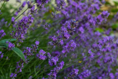 Lavandula angustifolia çiçek demeti, mor kokulu çiçek demeti güzel kokan bitkiler.