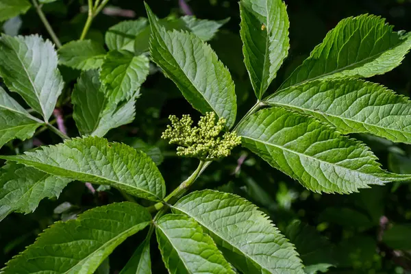 Çiçek tomurcukları ve siyah yaşlı bahar, Sambucus nigra, çiçekler.