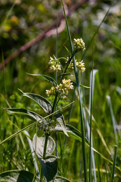 Vincetoxicum hirundinaria. Apocynaceae familyasından beyaz kırlangıç otu..