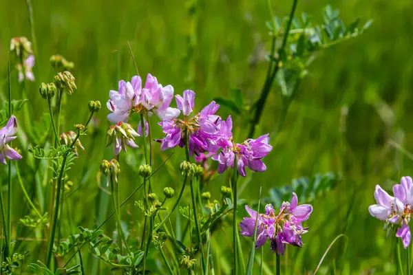 Securigera Varia 'nın çiçekleri - crownvetch, mor taç vetch.