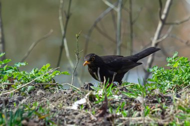 Avrasya karatavuğu namı diğer Turdus Merula ormanda yiyecek arıyor.