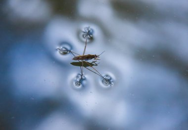 Böcek Gerris lacustris, Avrupa 'da su yüzeyinde hızlı hareket edebilme ve hidrofobik bacaklara sahip bir su yürüyüşçüsü türüdür..