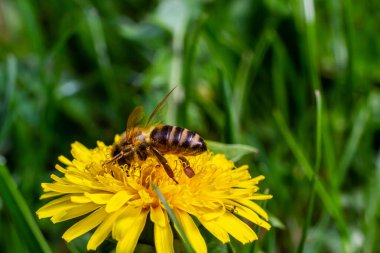 Bir arı bir çiçeğin yanında polen toplar. Bulanık bir arka planda bir arı çiçeğin üzerinden uçar.