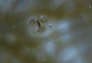 Böcek Gerris lacustris, Avrupa 'da su yüzeyinde hızlı hareket edebilme ve hidrofobik bacaklara sahip bir su yürüyüşçüsü türüdür..