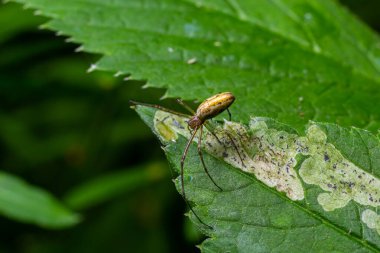 Uzun Çeneli Örümcek Tetragnatha Geniş Çeneli Küre Weaver Örümceği.