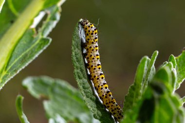 Bahçe çiçek yapraklarda besleme sığırkuyruğu Cucullia verbasci tırtıllar .