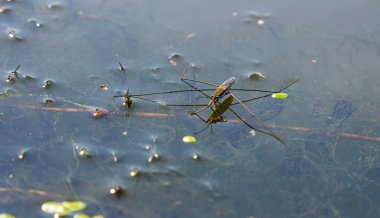 Gerris lacustris 'in ya da sıradan bir göl patencisinin yakın plan fotoğrafı..