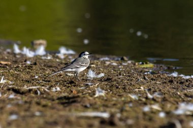 Motacilla alba, Motacillidae familyasından küçük bir kuş türü..