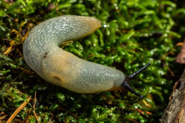 Arion intermedius sümüklü böcek makro fotoğraf.