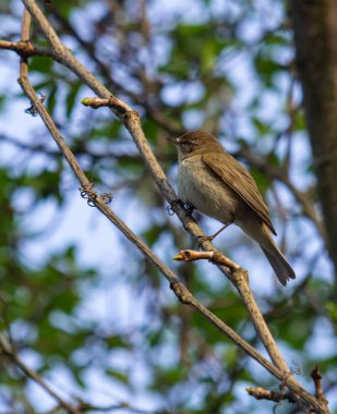 Chiffchaff, Phylloscopus collybita, bir ağaç dalına tünemiş..
