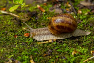 Helix pomatia, Roma salyangozu, Burgundy salyangozu, yenilebilir salyangoz, veya salyangoz - mükemmel makro detaylar.