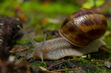 Burgundy salyangoz sarmaşığı, doğal ortamda yosunlu eski bir kütüğün yüzeyinde salyangoz. Yaşlı ağaç gövdesinde yeşil yosun ve küf büyüyor. Makro. Doğanın yakın plan görüntüleri.