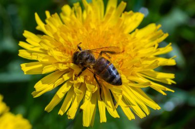 Karahindiba çiçeğinin üzerindeki arı, yakın plan. Açıklıkta sarı karahindiba çiçekleri, böcekler tarafından tozlaştırılmış çiçekler. Parlak çiçekli, seçici odak noktası olan doğal bahar arkaplanı. Karahindiba yaklaş.