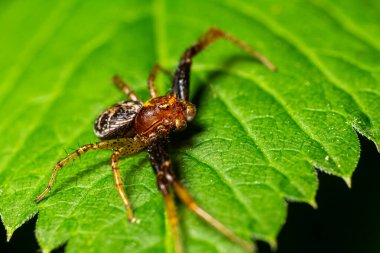 Spider Xysticus croceus macro photo. clipart