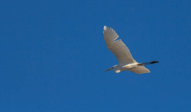 Uçan büyük beyaz bir balıkçıl. Yaygın bir balıkçıl. Akbalıkçıl uçuyor. Balıkçıl mavi gökyüzünde izole edilmiş. Ardea alba.