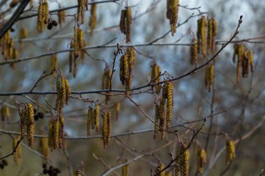 Siyah alnus glutinosa 'nın erkek catkins ve dişi kırmızı çiçekli küçük bir dalı. İlkbaharda çiçek açan kızılağaç. Güzel doğal arka plan. Temiz küpeler ve bulanık arka plan..