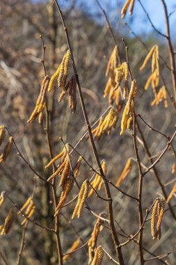 Baharın ilk belirtileri. Hazel, Avrupalı filbert Corylus avellana bahar arifesinde çiçek tomurcukları ve catkins açtı..