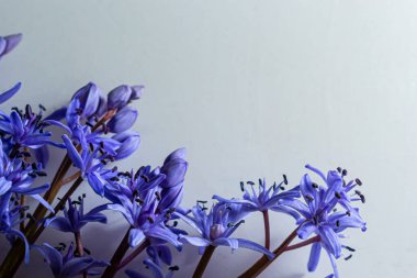 Çiçek tasarımı - Scilla bifolia çiçekli iki yapraklı squill veya alp squill beyaz arka planda izole edilmiş alp squill yazı için boşluk. Bahar dekorasyonu.