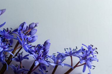 Flower design - floral border made of Scilla bifolia two-leaf squill or alpine squill isolated on white background with space for text. Spring decoration. clipart