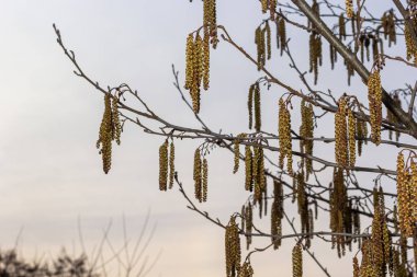 Siyah alnus glutinosa 'nın erkek catkins ve dişi kırmızı çiçekli küçük bir dalı. İlkbaharda çiçek açan kızılağaç. Güzel doğal arka plan. Temiz küpeler ve bulanık arka plan..