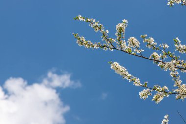 Mavi gökyüzünün altındaki ağaçta kiraz çiçeklerinin güzel dallarının seçici odak noktası, ilkbahar mevsiminde Sakura çiçekleri, çiçek desenleri, doğa arka planı..