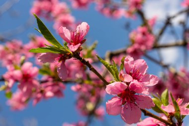 Şeftali ağacı, bulanık arkaplan. Baharda çiçek açan, pembe çiçekli bir ağaç. Bahar bahçesinin güzelliği, bahar konsepti.