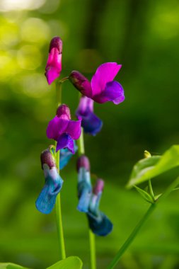 Lathyrus vernus çiçek, erken bahar vechling çiçek blosoom ve yeşil yaprakları büyüyen ormanda, makro.