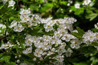 Orta kara dikenli bir dalın ya da krataegus laevigata 'nın bulanık bir arka planı olan şifalı otlar ve tıbbi bitkiler bahçesinde çekilmiş yakın plan fotoğrafı..