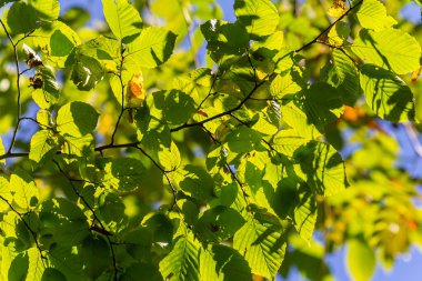 güzel, ahenkli orman detay, Gürgen yaprak ile.