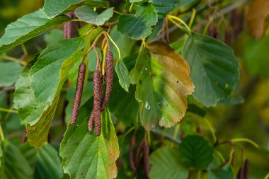 Benekli kızılağaçlar tohumlarını koni benzeri yapılara yayarlar..