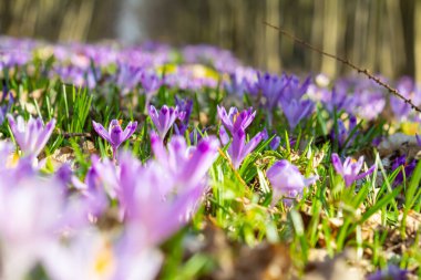 Crocus heuffelianus ya da Crocus vernus 'un dev krokusu ile kapatın. Ormanda açan mor çiçek..