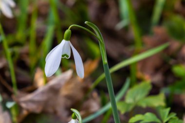 Beyaz kartopu çiçekleri. Galanthus çiçekleri, baharın başlarında, yeşil arka planda güneş tarafından aydınlatılan bulanık bir çiçek. Amaryllidaceae familyasındaki Galanthus nivalis ampul, daimi bitkisi..
