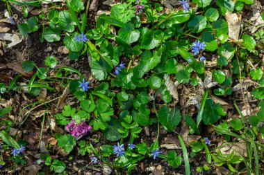 Scilla bifolia, Asparagaceae familyasından uzun ömürlü bir bitki türü. Erken dönem çiçekli bitki Scilla bifolia 'nın sanat fotoğrafı..