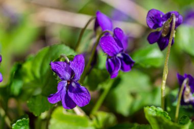 Viola odorata. Kokulu olsun. İlkbaharda açan mor çiçek ormanı. İlk bahar çiçeği, mor. Vahşi menekşeler.