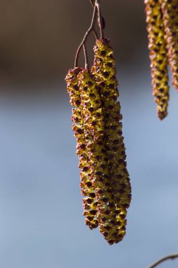 Siyah alnus glutinosa 'nın erkek catkins ve dişi kırmızı çiçekli küçük bir dalı. İlkbaharda çiçek açan kızılağaç. Güzel doğal arka plan. Temiz küpeler ve bulanık arka plan..