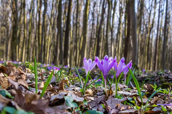 Crocus heuffelianus ya da Crocus vernus 'un dev krokusu ile kapatın. Ormanda açan mor çiçek..