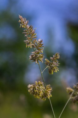 Yeşil çimenlere karşı Dactylis ekin. Çayırlarda değerli çimler açar. Dactylis glomerata. Dactylis glomerata, ayrıca horoz ayağı, meyve bahçesi otu ya da kedi otu olarak da bilinir..