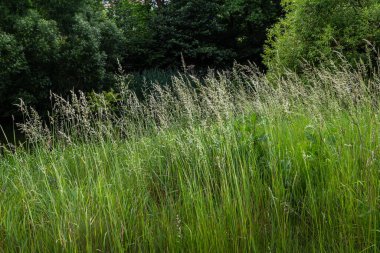 Calamagrostis arundinacea, Poaceae familyasından Avrasya, Çin ve Hindistan 'a özgü bir çim türü. Tropik dağların yabani otlarına yakın çekim. Vahşi çimen duvar kağıdı. Yabani otlar. Doğa otu.