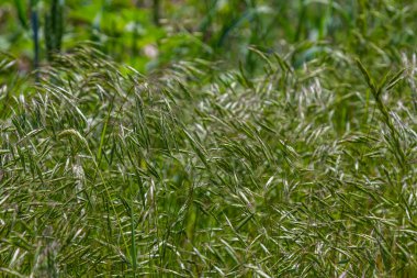 Bromegrass tohum başları bulanık arkaplanlı. Bromus, Bromeae olarak sınıflandırılan büyük bir çim cinsidir. Genel olarak süpürge, süpürge çimi, aldatma otu ya da satranç otu olarak bilinirler..