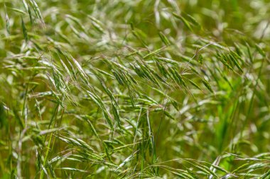 Bromegrass tohum başları bulanık arkaplanlı. Bromus, Bromeae olarak sınıflandırılan büyük bir çim cinsidir. Genel olarak süpürge, süpürge çimi, aldatma otu ya da satranç otu olarak bilinirler..