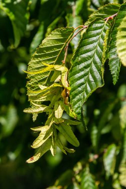 Boynuz demeti Carpinus Betulus 'un dalları sonbaharda sarkan infloresans ve yapraklar, seçilmiş odak, alanın dar derinliği, bulanık arkaplanda kopyalama alanı.