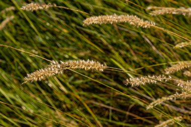 Kıllı melic tohumları - Latince adı - Melica ciliata.