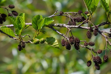 Yeşil ve kahverengi alder konileri, alder catkins ve yeşil yapraklar.