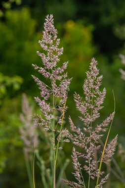 Calamagrostis arundinacea, Poaceae familyasından Avrasya, Çin ve Hindistan 'a özgü bir çim türü. Tropik dağların yabani otlarına yakın çekim. Vahşi çimen duvar kağıdı. Yabani otlar. Doğa otu.