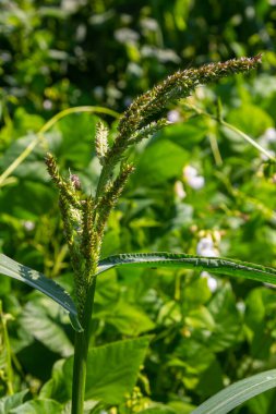 Echinochloa crus-galli, yaygın olarak horoz dürtüsü ya da horoz otu olarak bilinir, çiftlik darı, Japon darı, su çimi, çiftlik otları, tarım alanlarını istila eden yaygın bir ot.
