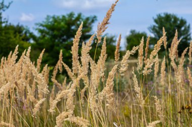 Çayırdaki küçük kamışlı Calamagrostis epigejos 'un enfeksiyonu..