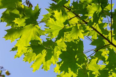 Close up of Acer platanoides, Norway maple, with sunlit new leaves on dark background. Image with selective focus and shallow depth of field.