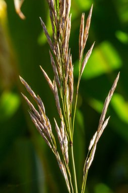 Bromegrass tohum başları bulanık arkaplanlı. Bromus, Bromeae olarak sınıflandırılan büyük bir çim cinsidir. Genel olarak süpürge, süpürge çimi, aldatma otu ya da satranç otu olarak bilinirler..