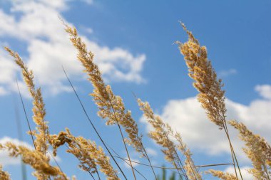 Inflorescence of wood small-reed Calamagrostis epigejos on a meadow. clipart