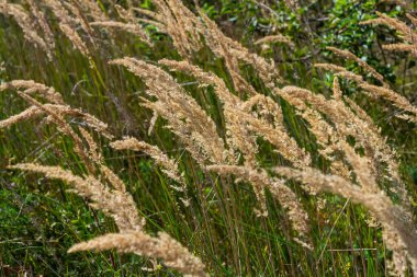 Inflorescence of wood small-reed Calamagrostis epigejos on a meadow. clipart